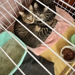 猫を可愛がって下さる方を募集