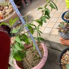 2年目枝垂れ花桃(源平もも)の苗(４本) 鉢ごと