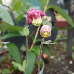 オダマキ ピンクペチコート   花☆苗 宿根草 ❁⃘*.ﾟ庭ガーデニングの画像