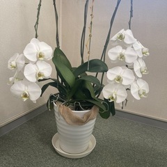 決まりました。