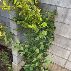 南高梅　2年生　苗木　2本セットの画像