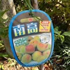 南高梅　2年生　苗木　2本セット