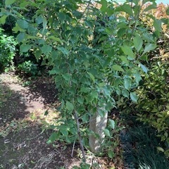 南高梅　2年生　苗木　2本セットの画像