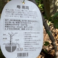 南高梅　2年生　苗木　2本セットの画像