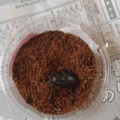 国産ノコギリクワガタ　ペア　の画像