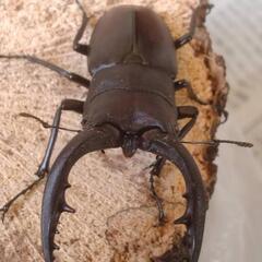 国産ノコギリクワガタ　ペア　の画像