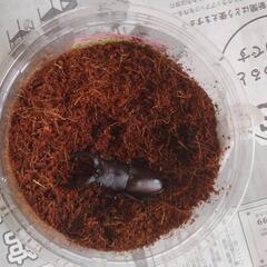 国産ノコギリクワガタ　ペア　の画像