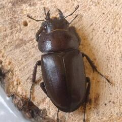 国産ノコギリクワガタ　ペア　の画像