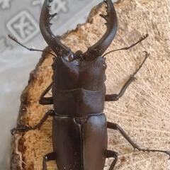 国産ノコギリクワガタ　ペア　