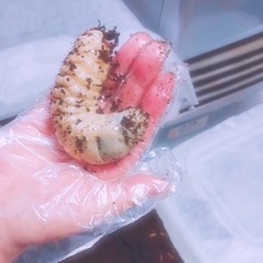 ヘラクレスオオカブト幼虫