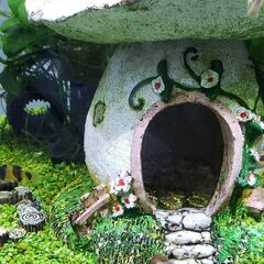 (熱帯魚)バンブルビーフィッシュ稚魚 2023年5月8日産まれ 50円/匹～の画像