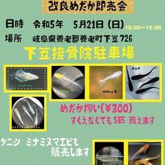 小さなメダカ即売会