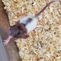 ファンシーラットの赤ちゃん − 沖縄県