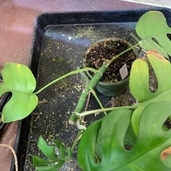 ヒメモンステラ　植え替え用の画像