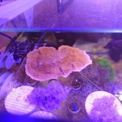 ウスコモンサンゴ　の画像