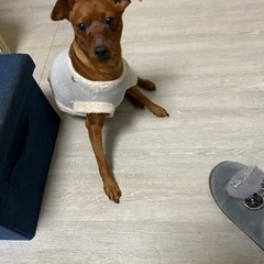 元気なミニチュアピンシャを譲ります