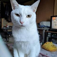 1歳になつた猫ちゃん達から成猫ちゃん − 富山県