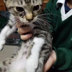 保護猫1 キジシロ　生後6化月くらい？　