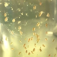 オオミジンコ数百匹の画像