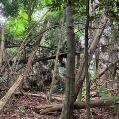 野営　ブッシュクラフト　キャンプ − 茨城県