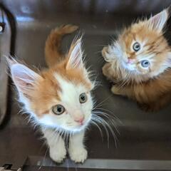 子猫１０万〜【ゴールデンウィーク〜5/末】