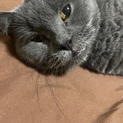 ブリティッシュ