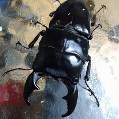 芦別市カナディアンワールド　カブトムシ、クワガタ売ります❗