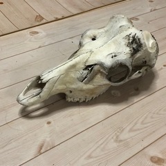 エゾシカ頭蓋骨