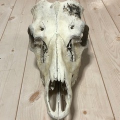 エゾシカ頭蓋骨の画像