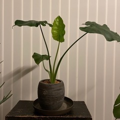 アロカシア　クワズイモ　観葉植物