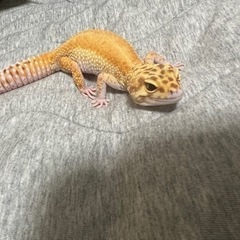 ヒョウモントカゲモドキ レオパ