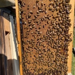 下関市 養蜂場での作業🐝 蜂駆除補助(書類記入、道具準備、撮影)の画像