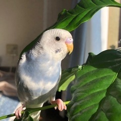 セキセイインコ　探してます