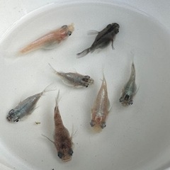ダルマメダカ　成魚の画像