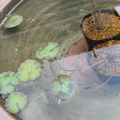 アサザ(水生植物)店頭販売致します‼️♢名古屋改良メダカ直…