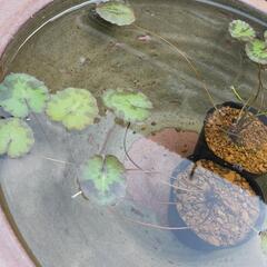 アサザ(水生植物)店頭販売致します‼️♢名古屋改良メダカ直売所♢ - ペット