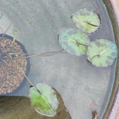 アサザ(水生植物)店頭販売致します‼️♢名古屋改良メダカ直売所♢ - 名古屋市