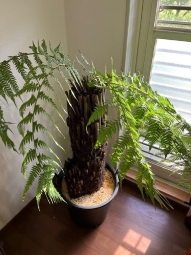 ディクソニア アンタルクティカ　引き取り限定