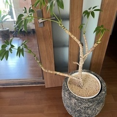 ツピタンサス　観葉植物　鉢カバーセット　引き取り限定