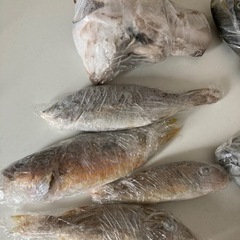打ち込み釣り餌