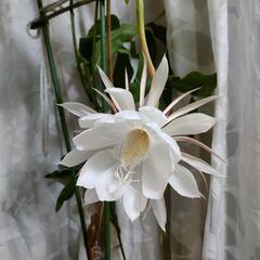月下美人のちび苗A 