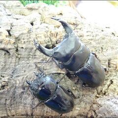 ＜クリアランス＞【国産オオクワガタ】1♂２♀でのセット販売です。（その４）の画像