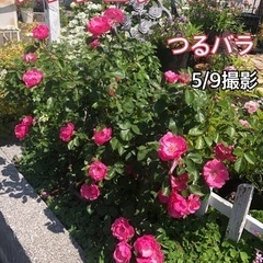 sold out  母の日に　四季咲き　5/9撮影　つるバラ　ア...