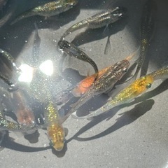 ラメめだかMIX ②の画像