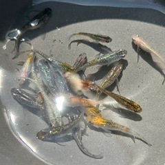 ラメめだかMIX ②の画像