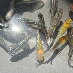 ラメめだかMIX ②の画像