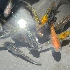 ラメめだかMIX ②の画像