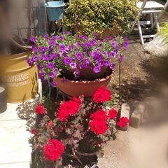 お譲り先決まりました!!　　お庭整理中〜！③