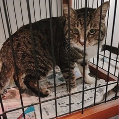 キジシロ5歳オス