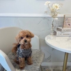 カットモデル犬を5000円から募集いたします🐶✂️✨ - ペット